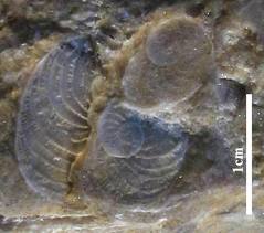 Fossile (guida) da determinare!